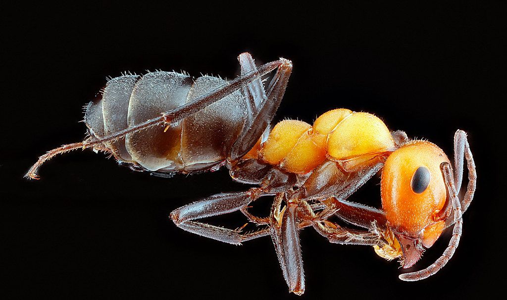 Ant Control service in Bremerton, WA