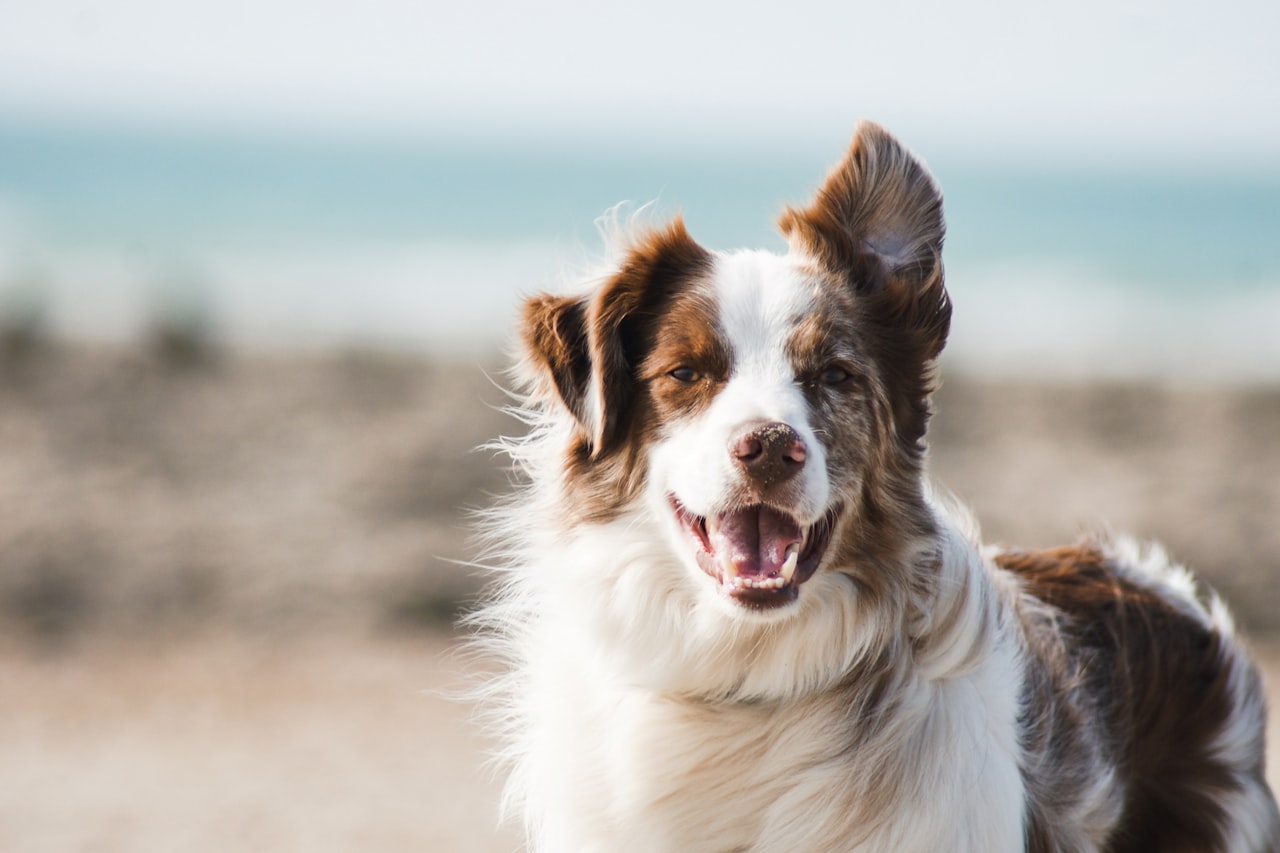 Flea & Tick Control service in Bremerton, WA