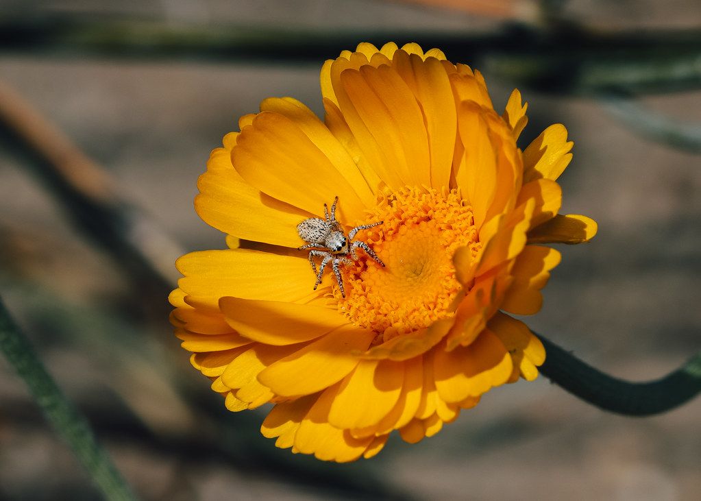 Spider Control service in Bremerton, WA